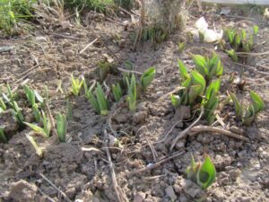 Tulips