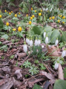 Anemones and Snowdrops
