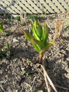 Fritillaria