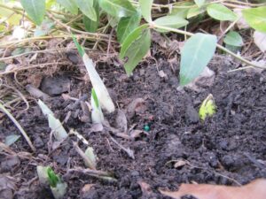 crocuses and hyacinths