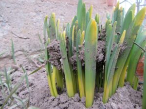Daffodils pushing up the earth