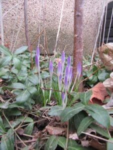 crocuses